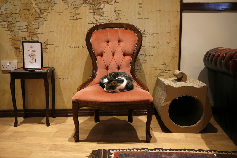 Illustration for article titled Busy? Stressed? Go take a load off at Miss Dinah's Cat Emporium